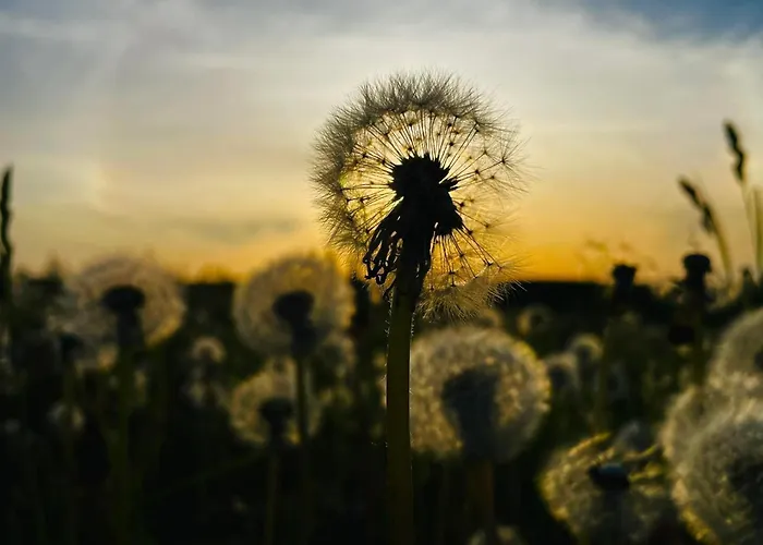 Chalet Warminska Hyttka *