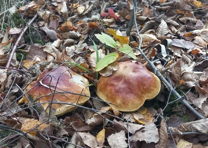 Chalet Warminska Hyttka *