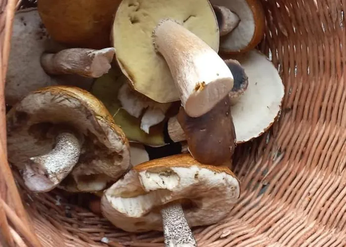 Warminska Hyttka Chalet Stryjewo