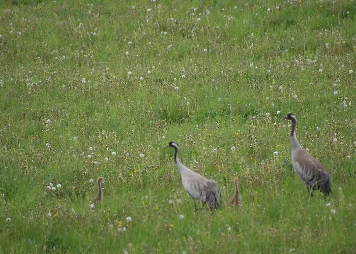 Chalet Warminska Hyttka