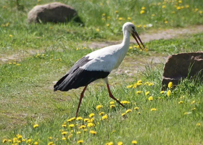 Warminska Hyttka * Stryjewo